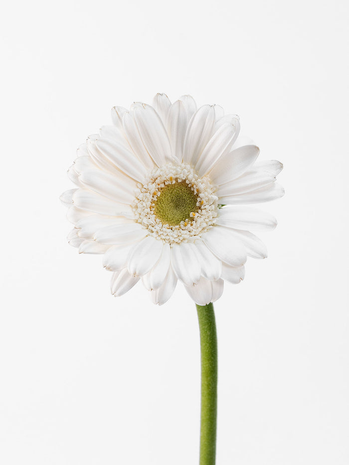 Mini Gerbera Opus