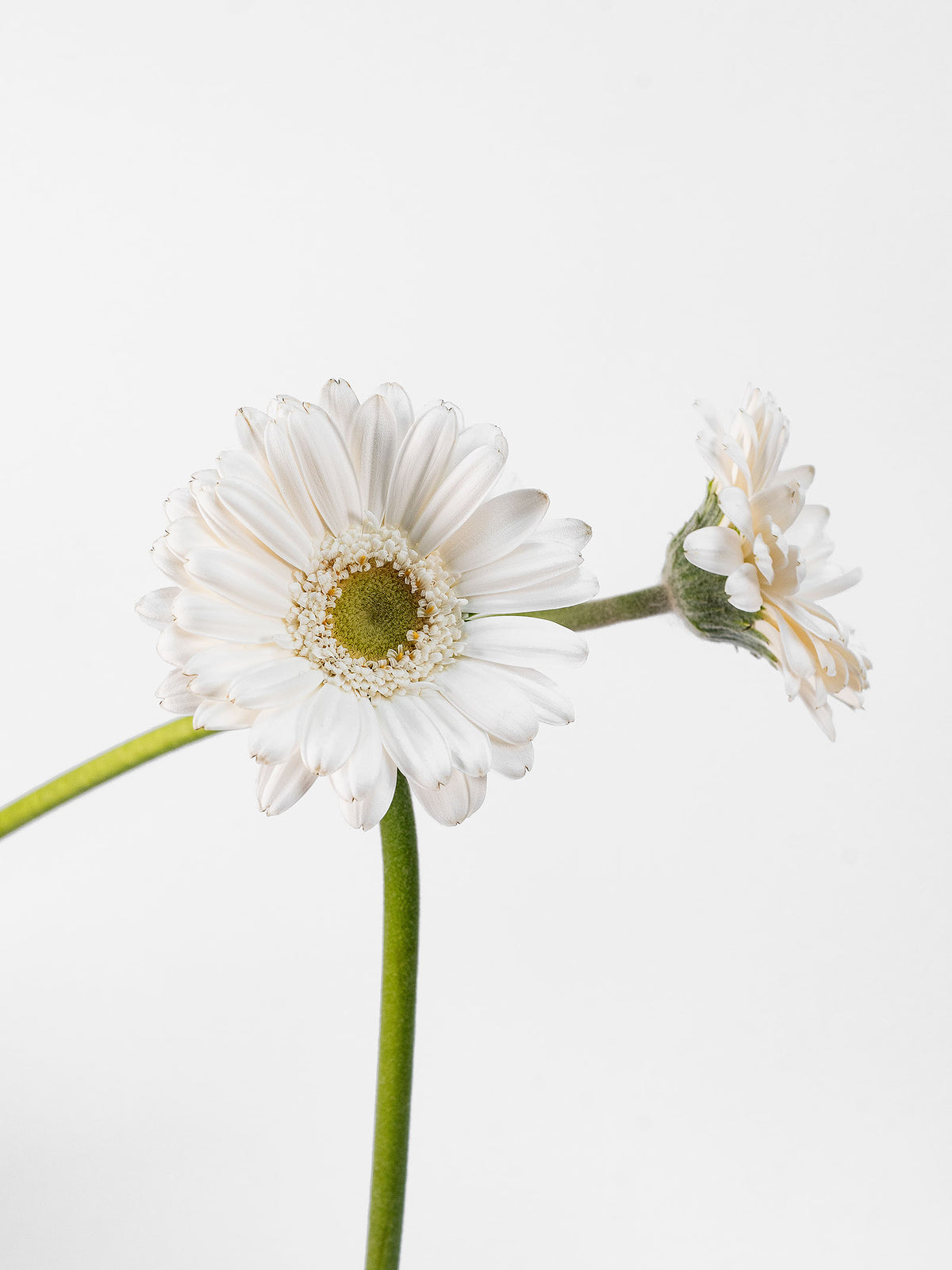 Mini Gerbera Opus