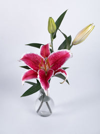 Oriental Lily Hot Pink