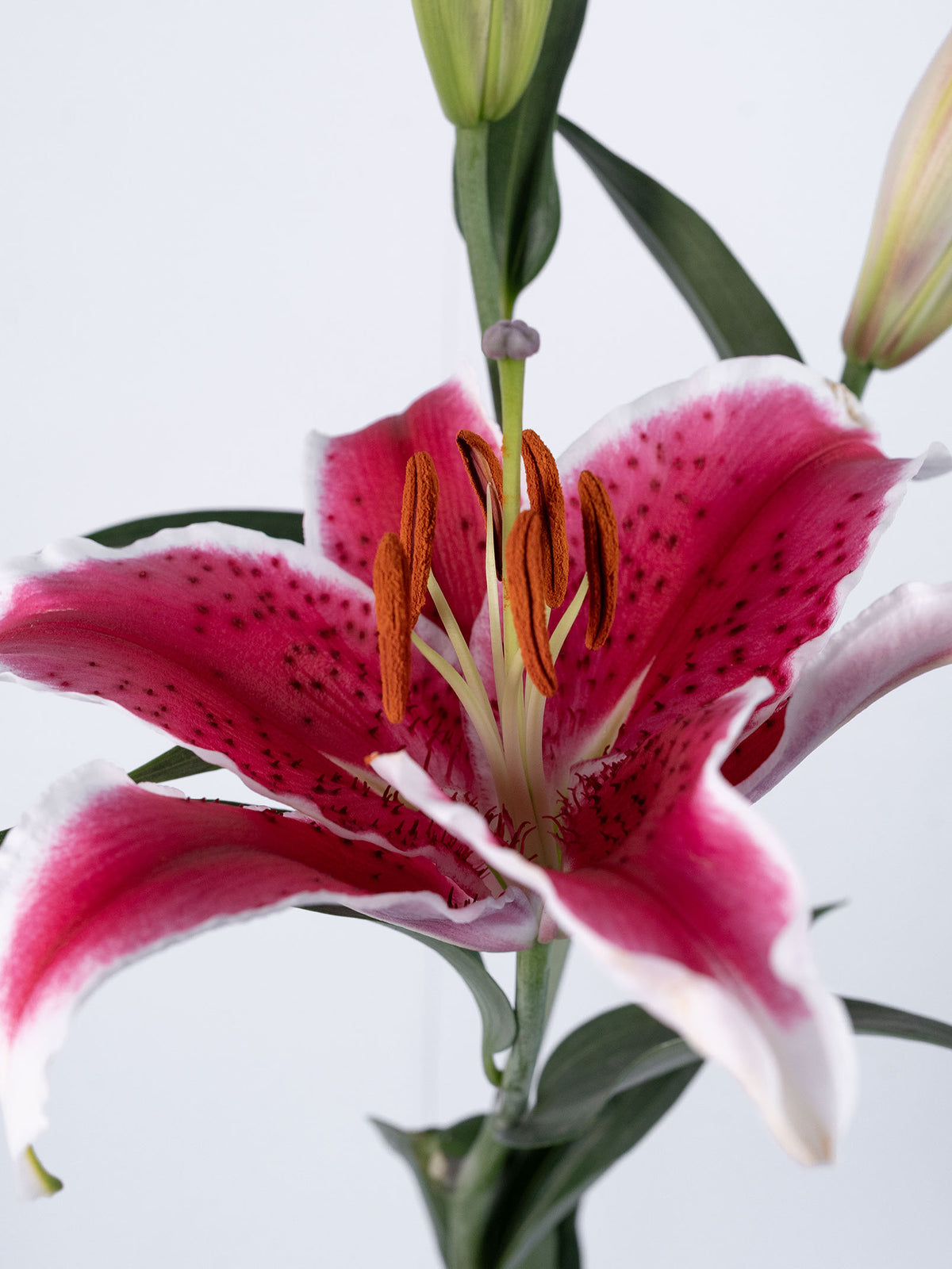 Oriental Lily Hot Pink