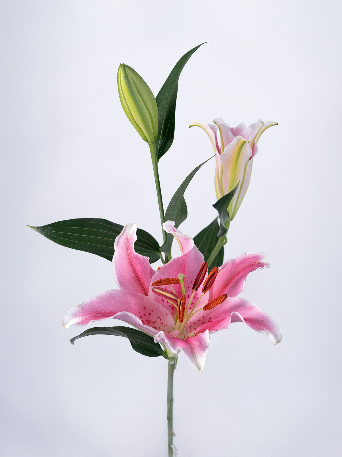 Oriental Lily Pink