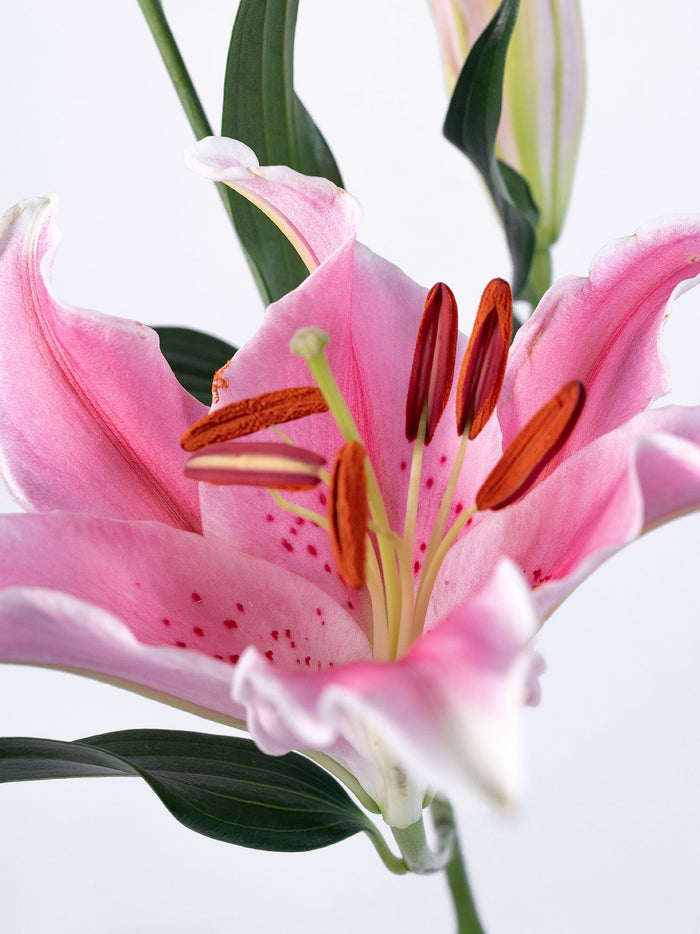 Oriental Lily Pink — alternate