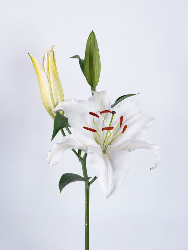 Lilies