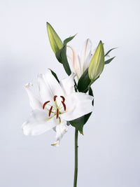 OT Lily White