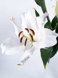 Oriental Lily White