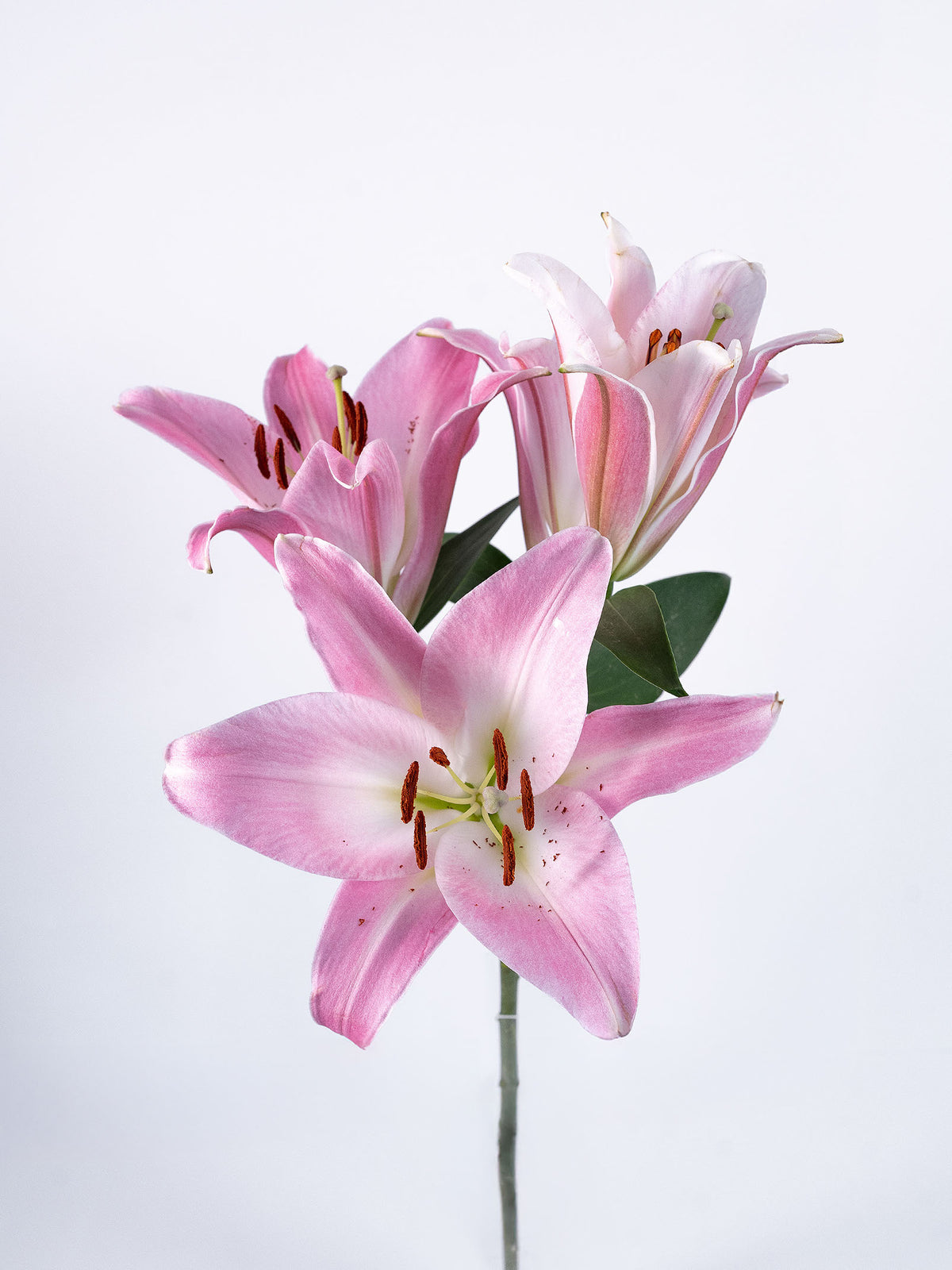 OT Lily Pink
