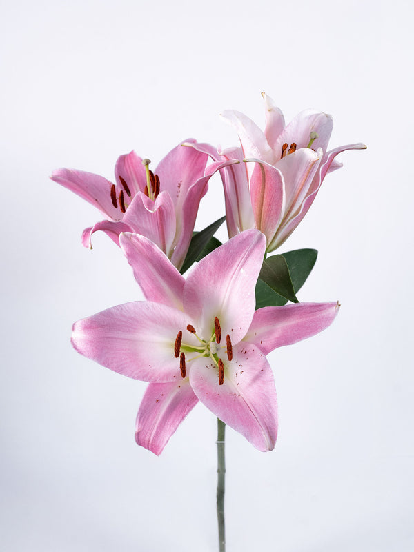 Lillies