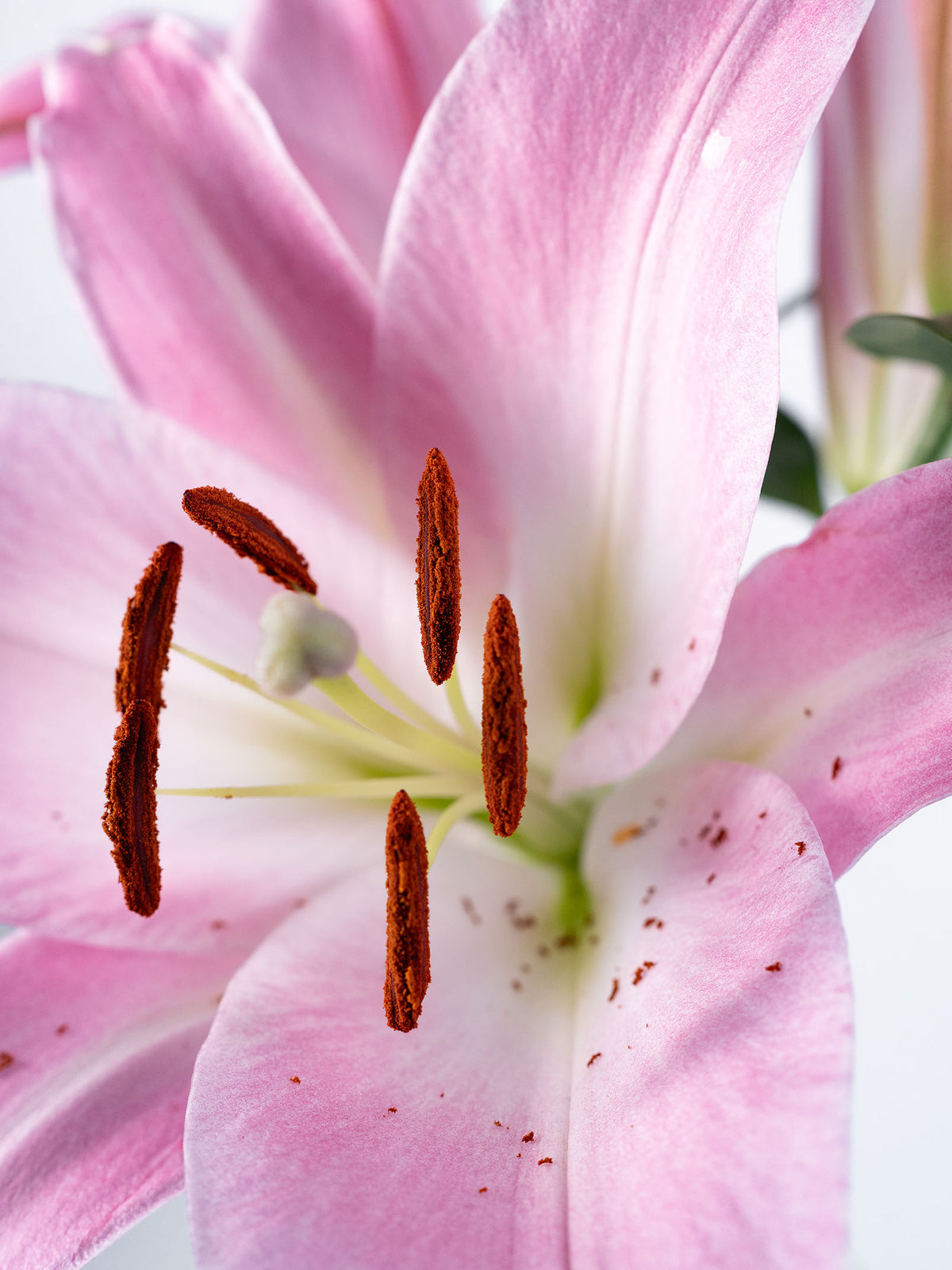 OT Lily Pink