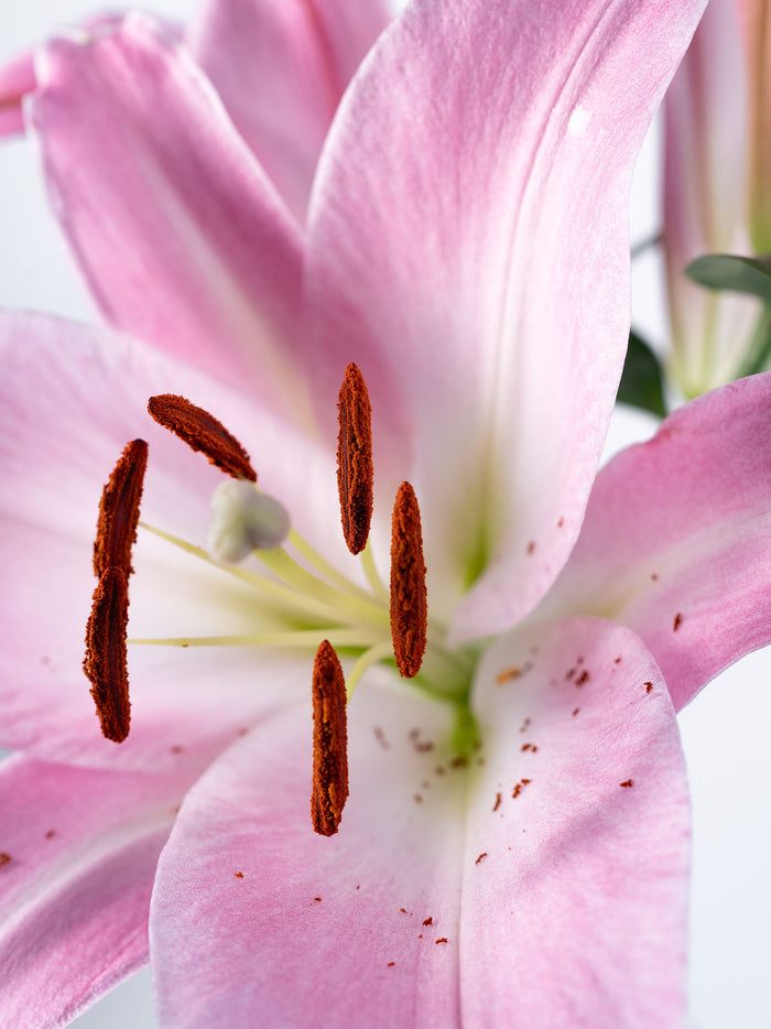 OT Lily Pink