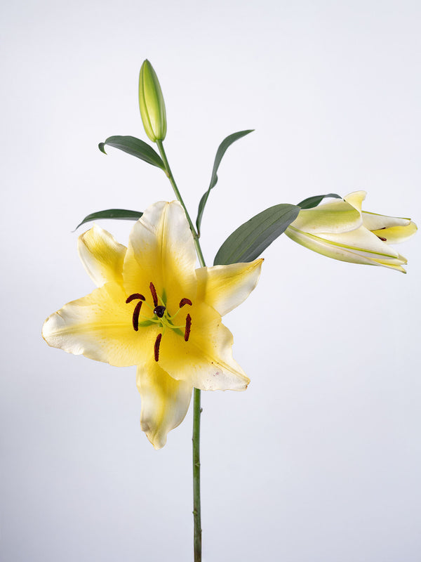 OT Lily Yellow
