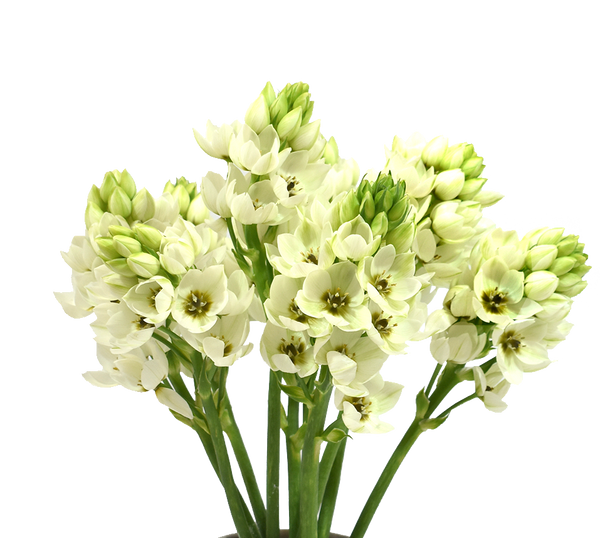 Ornithogalum