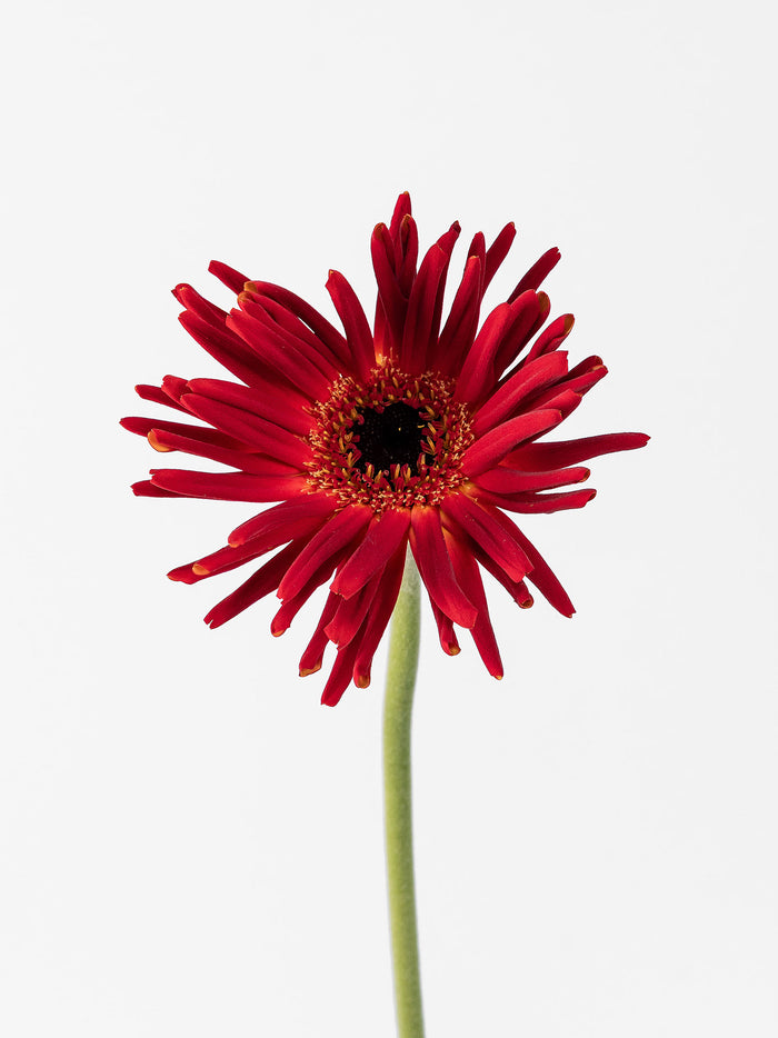 Mini Gerbera Pastini Soiree