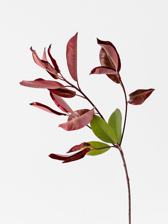 Photinia