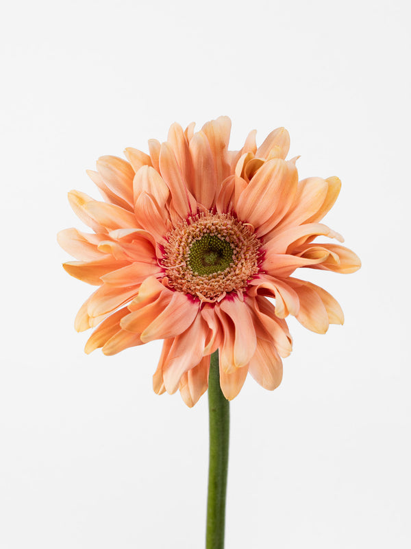 Mini Gerbera Pasta Rosatta