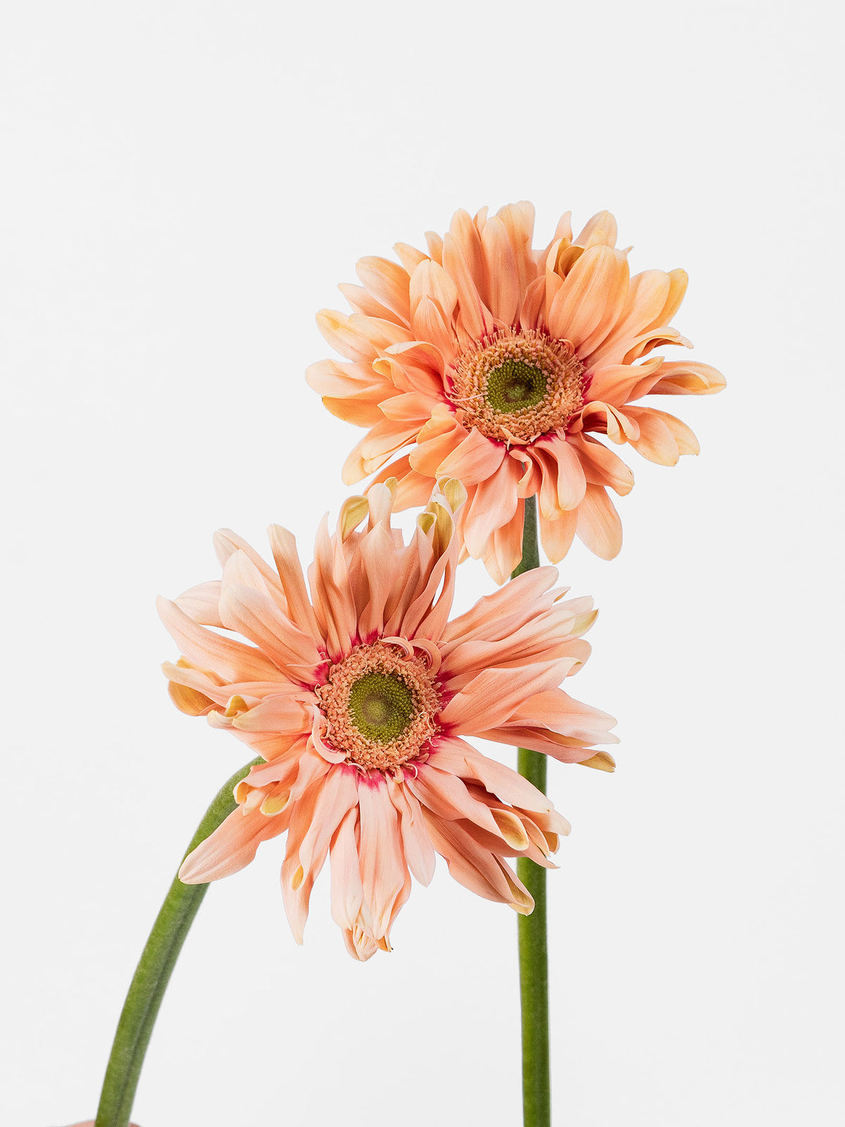 Mini Gerbera Pasta Rosatta