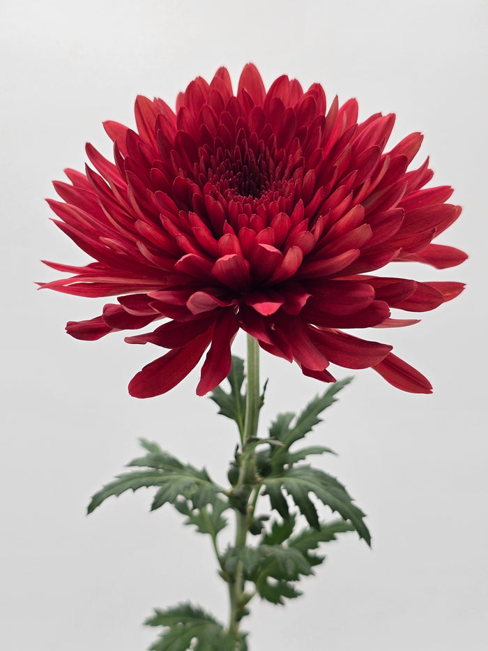 Red Cooper