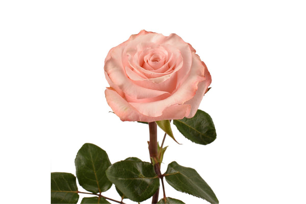 Be Sweet