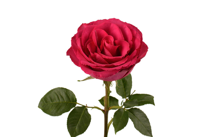 Madame Cerise