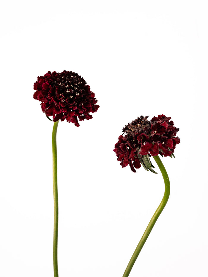 Focal Scoop Cranberry