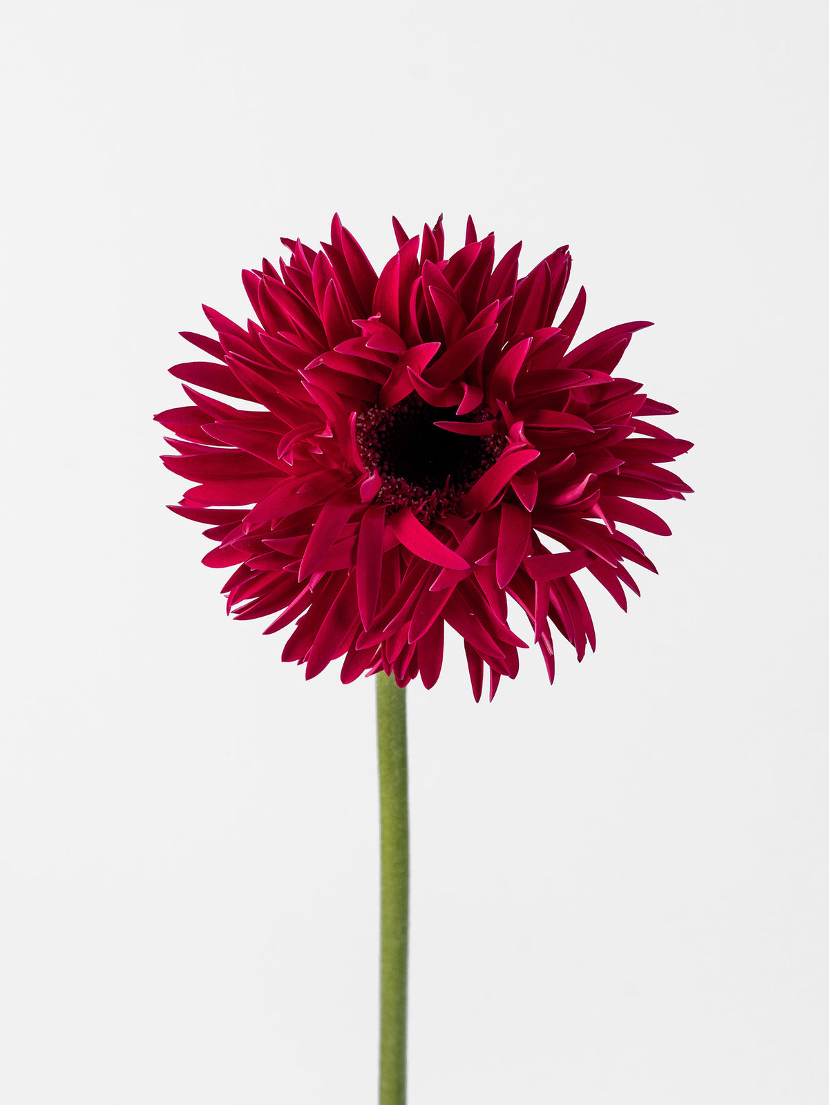 Mini Gerbera Spider Score