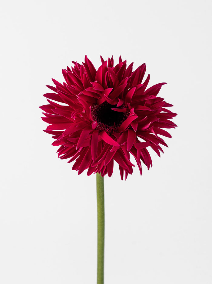 Mini Gerbera Spider Score