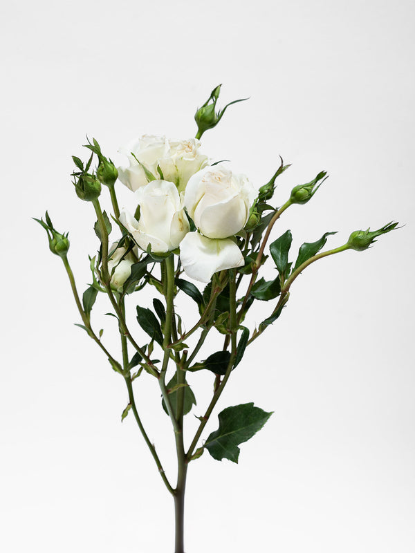 Shinning Star Spray Rose