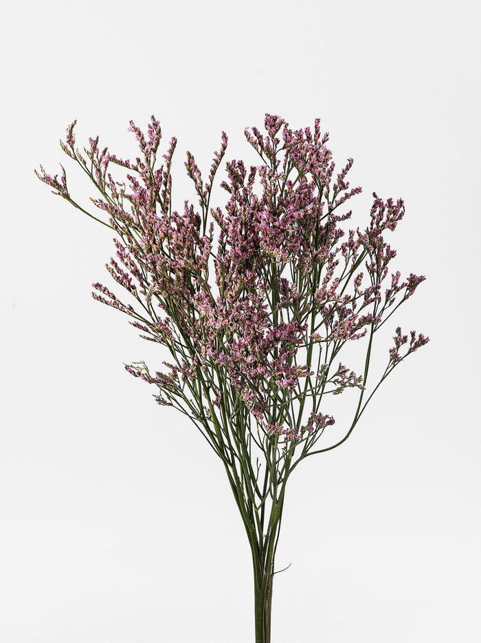 Limonium Silver Pink
