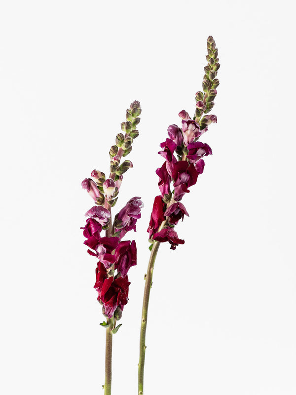 Snapdragon Magenta