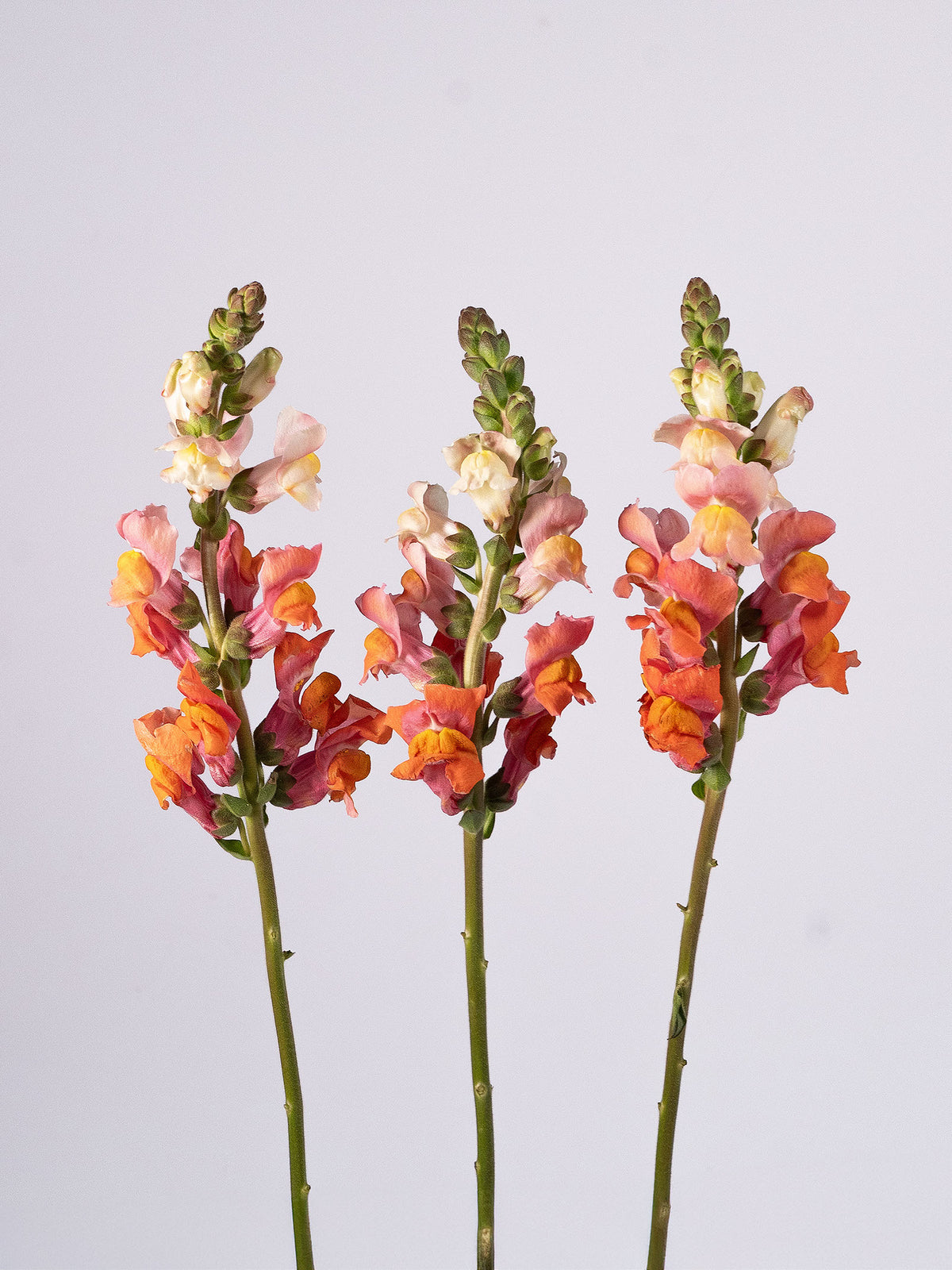 Snapdragon Orange