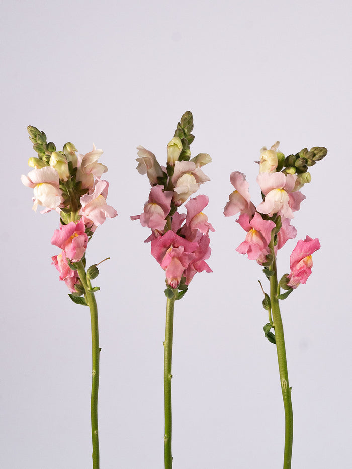 Snapdragon Pink