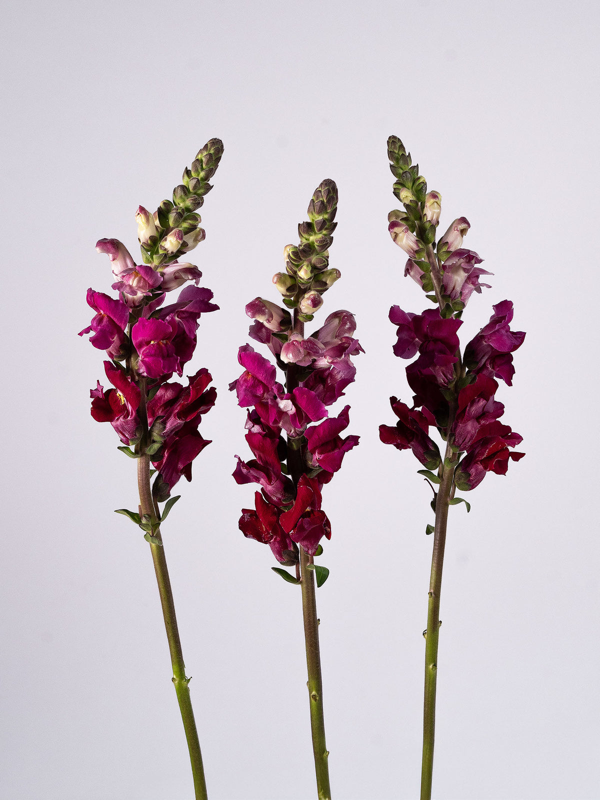 Snapdragon Red