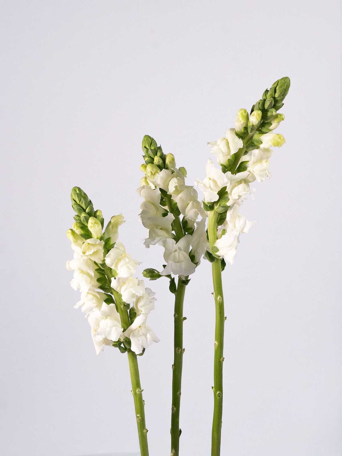 Snapdragon White