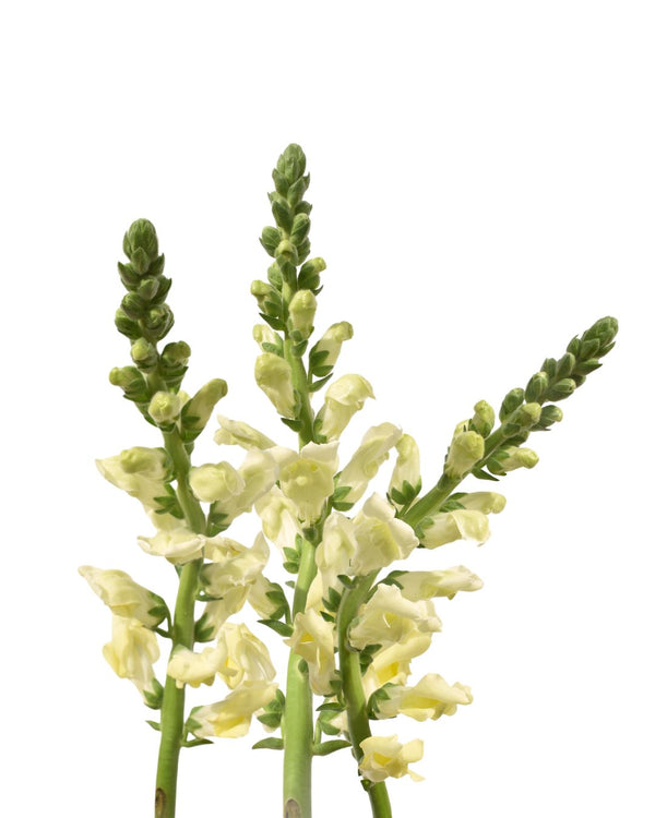 Snapdragon Yellow