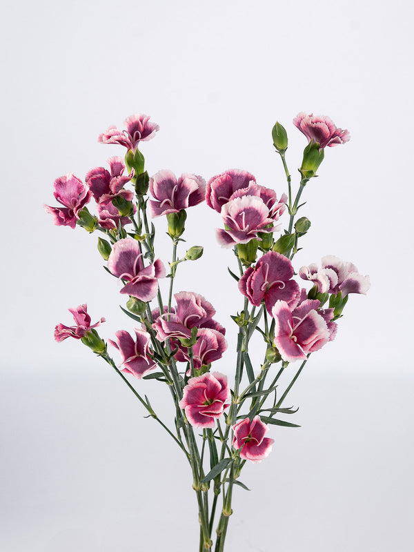 Dianthus