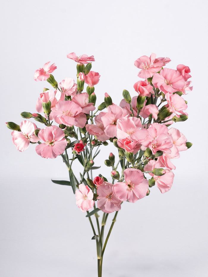 Solomio Rose