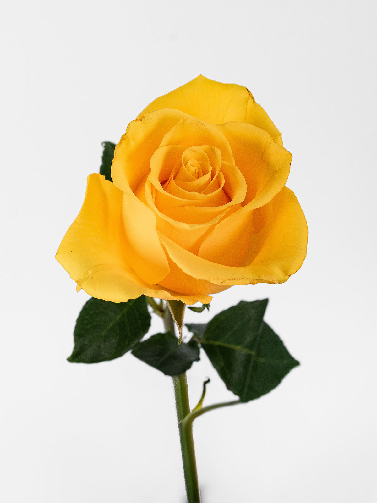 Sol Rose