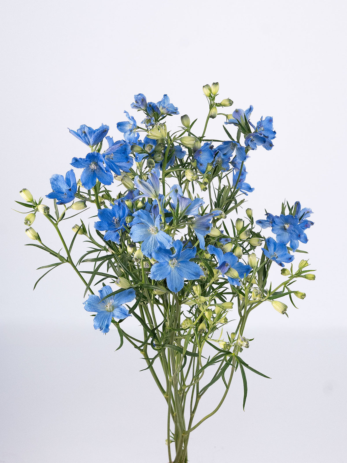 Spray Delphinium Sunshine Blue