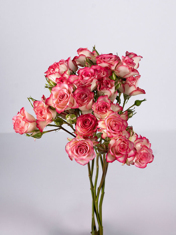 Candy Blossom