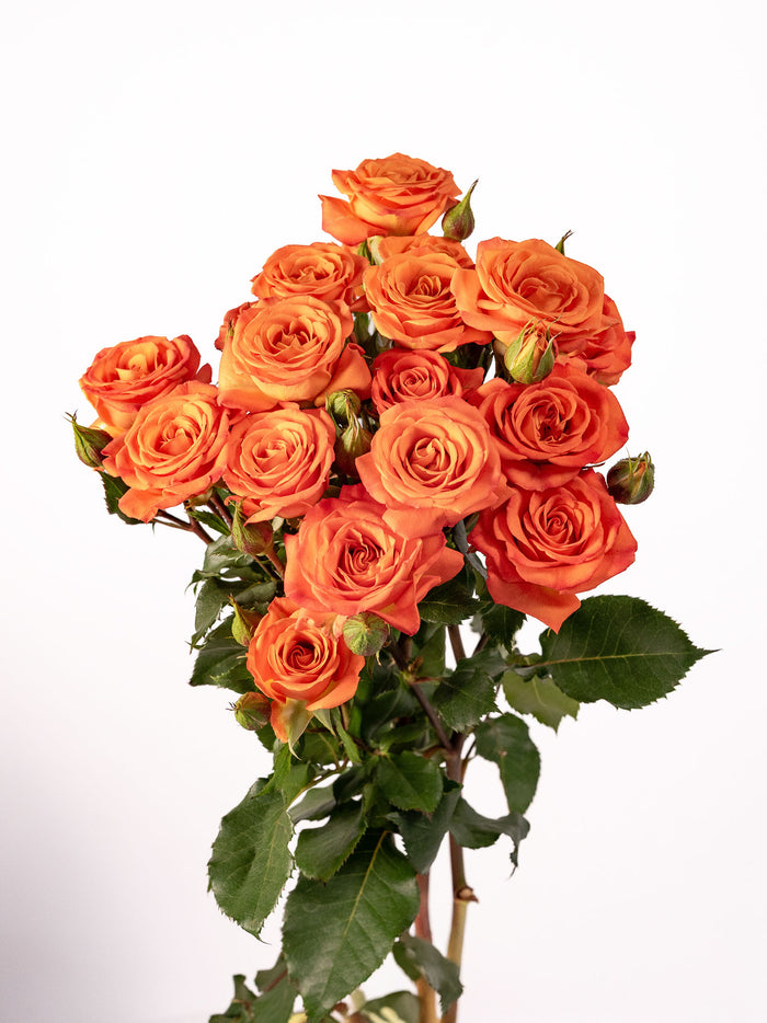 Saona Spray Rose