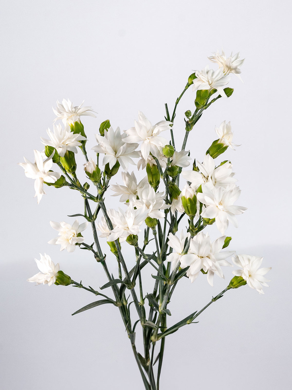 Solomio Star Snow Tessino