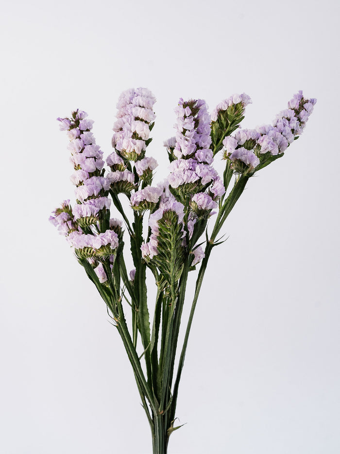 Statice Lavander