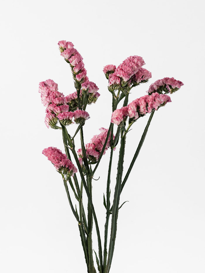 Statice Pink