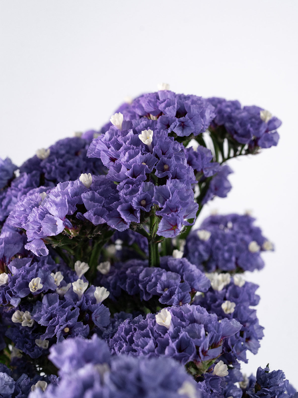 Statice Deep Purple