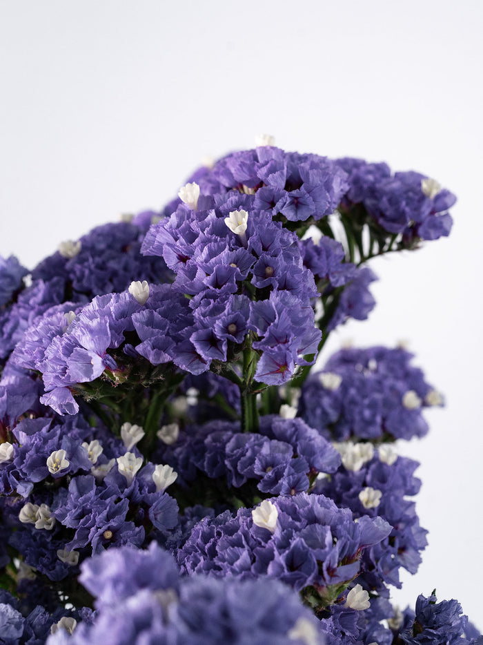 Statice Deep Purple