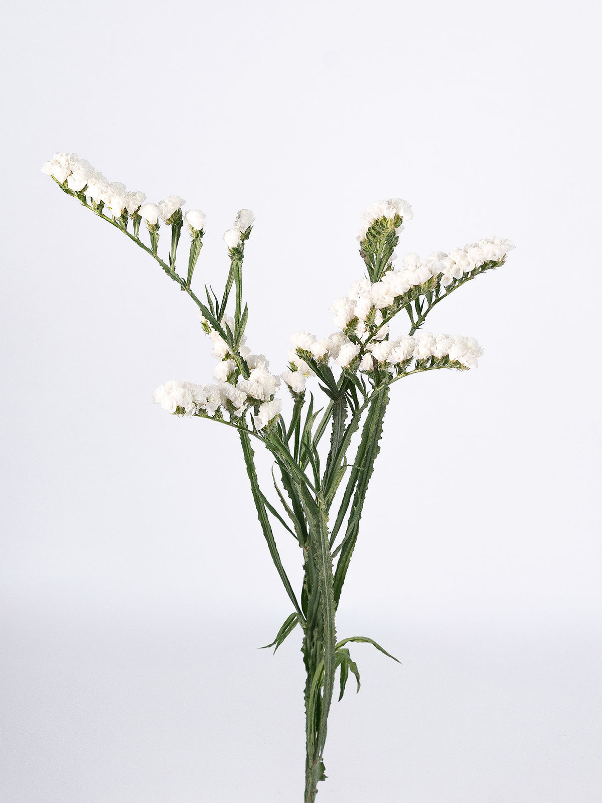 Statice White