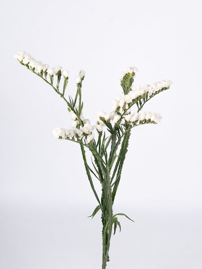 Statice White
