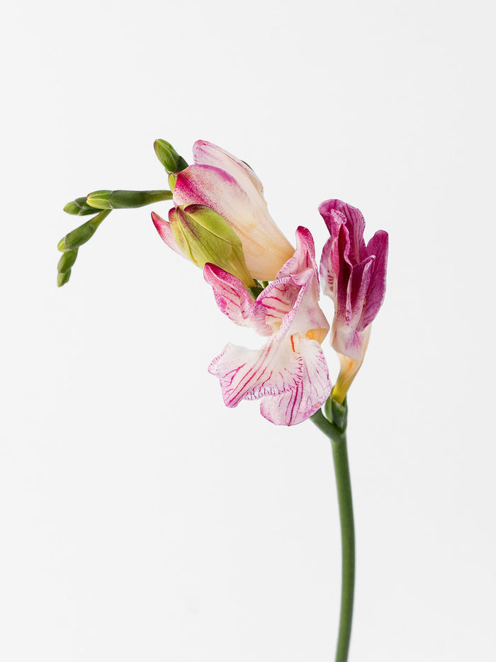 Freesia Strawberry Swirl