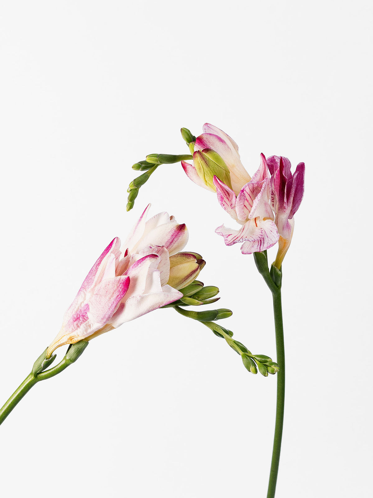 Freesia Strawberry Swirl