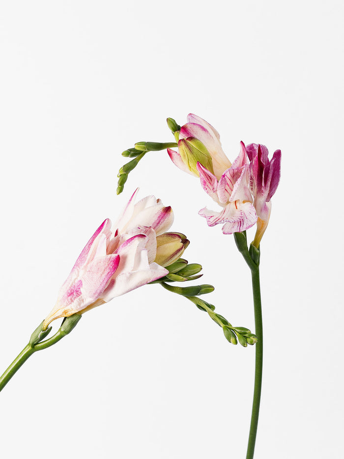 Freesia Strawberry Swirl — alternate
