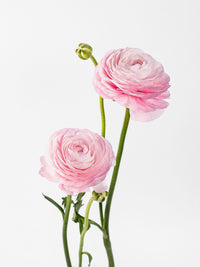 Success Cloni Lady Pink